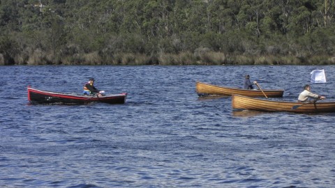 Racing Grebes on the Huon River Tasmania
